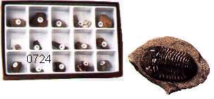 Fossil Collections