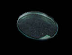 Image of Acrylic Lens, Concave - 58 mm FL, 21.08 mm D