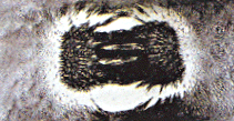 Image of Iron Filings - by the Pound