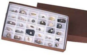 Image of Advanced Fossil Collection