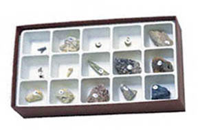 Image of Cenozoic Fossil Collection