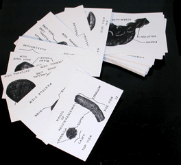 Image of Deck of 50 fossil cards
