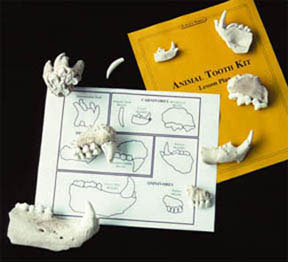 Image of Animal Bites