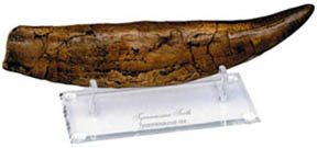 Image of 11