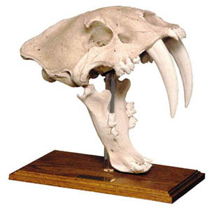 Image of Saber Tooth Tiger Skull w/Stand: Tar Pit Finish