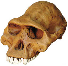 Image of Australopithecus Afarensis Cranium