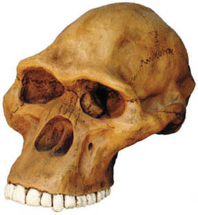 Image of Australopithecus Africanus Cranium
