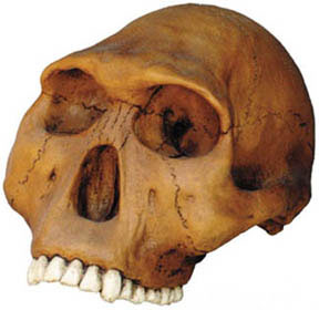 Image of Homo Habilis Cranium