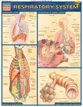 Image of Reproductive System - Study Guide