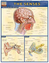 Image of Senses - Study Guide