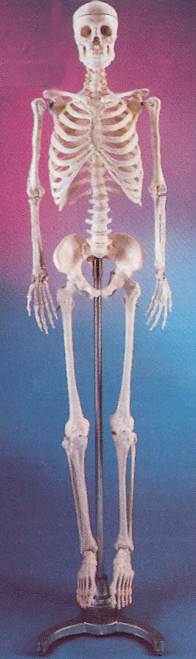 Image of Small Skeleton