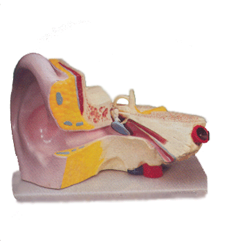 Image of Ear 4X Model