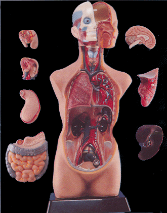 Image of Large Torso