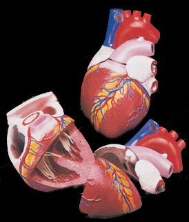 Image of Jumbo Heart