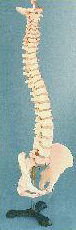 Image of Spine