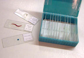 Image of World of Small Organisms