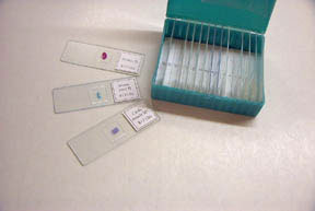 Image of Introductory Biology Set