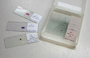Image of Basic Zoology