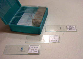 Image of Basic Botany