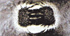 Thumbnail of Iron Filings - 2 oz | Click to see enlarged image