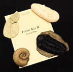 Thumbnail of Fossil Kit II | Click to see enlarged image