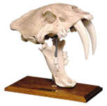 Thumbnail of Saber Tooth Tiger Skull w/Stand: Tar Pit Finish | Click to see enlarged image