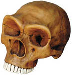 Thumbnail of Neandertal Cranium | Click to see enlarged image