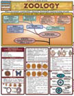 Thumbnail of Zoology - Study Guide | Click to see enlarged image