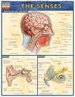Thumbnail of Senses - Study Guide | Click to see enlarged image