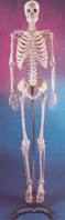 Thumbnail of Small Skeleton | Click to see enlarged image