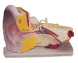 Thumbnail of Ear 4X Model | Click to see enlarged image