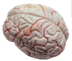 Thumbnail of Brain Model | Click to see enlarged image
