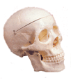 Thumbnail of Skull Model | Click to see enlarged image
