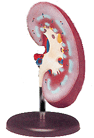 Thumbnail of Kidney Model | Click to see enlarged image
