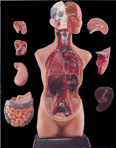 Thumbnail of Large Torso | Click to see enlarged image