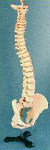 Thumbnail of Spine | Click to see enlarged image