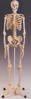 Thumbnail of Large Skeleton | Click to see enlarged image