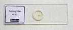 Thumbnail of Aspergillus - w.m | Click to see enlarged image