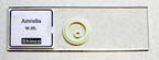 Thumbnail of Amoeba Proteus - w.m. | Click to see enlarged image