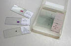 Thumbnail of Basic Zoology | Click to see enlarged image